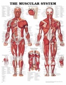 The Muscular System Anatomical Chart 20" x 26" Laminated
