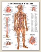 The Nervous System Anatomical Chart 20" x 26" Laminated