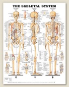 The Skeletal System Anatomical Chart 20" x 26" Laminated