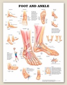 Foot and Ankle Anatomical Chart 20" x 26" Laminated