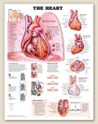 The Heart Anatomical Chart 20" x 26" Paper