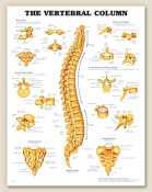 The Vertebral Column Anatomical Chart 20" x 26" Laminated