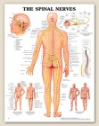 Spinal Nerves Anatomical Chart 20" x 26" Laminated