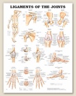 Ligaments of the Joints Anatomical Chart 20" x 26" Laminated