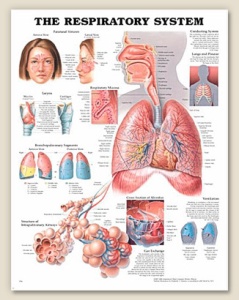 The Respiratory System Anatomical Chart 20" x 26" Laminated