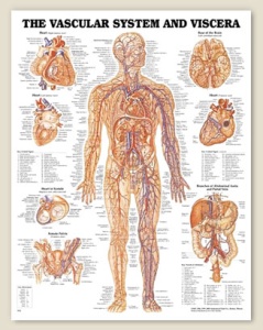 Vascular System and Viscera Anatomical Chart 20" x 26" Laminated