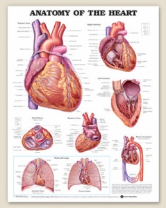 Anatomy of the Heart Anatomical Chart 20" x 26" Laminated